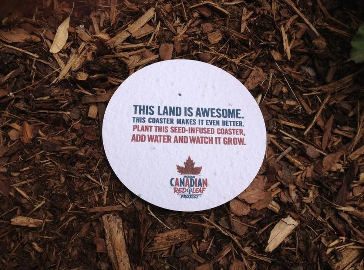 Een bierviltje onder je plant: het trucje van professionele tuinders - image 2