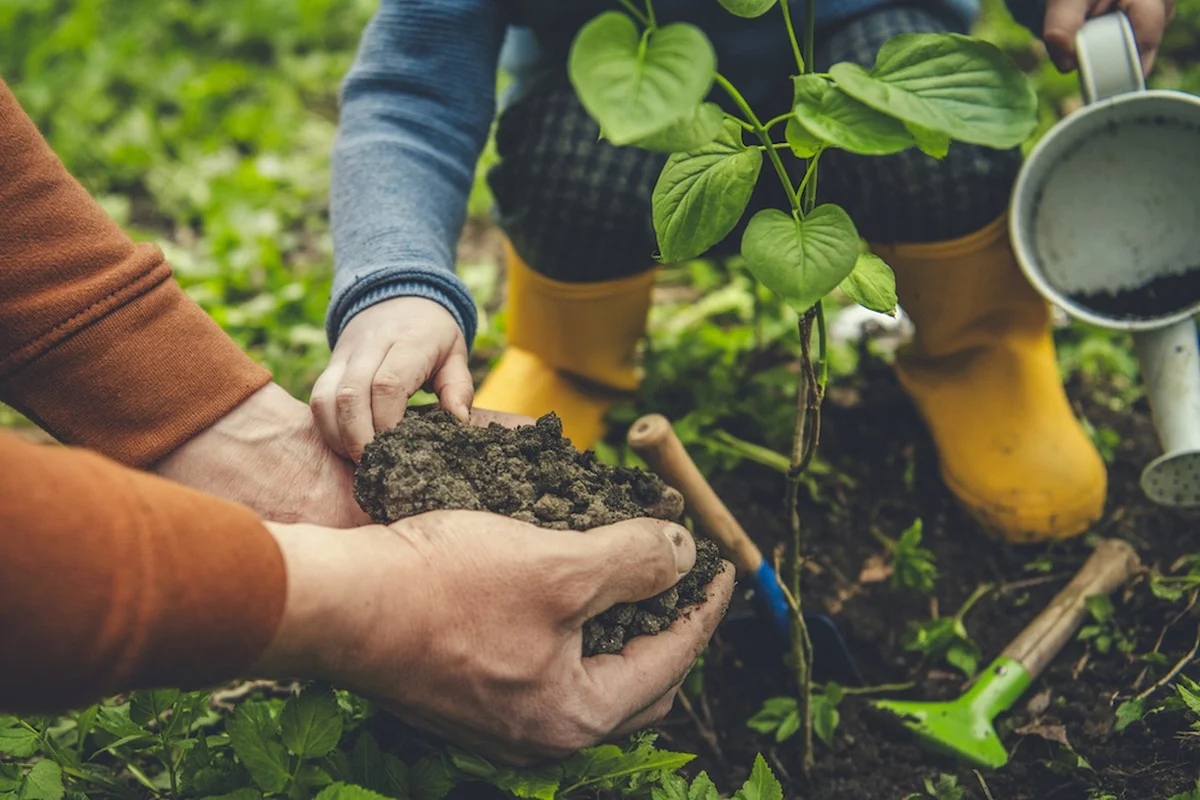 Tuinders zeggen eensgezind: deze plantensteker verandert alles in één week - image 1