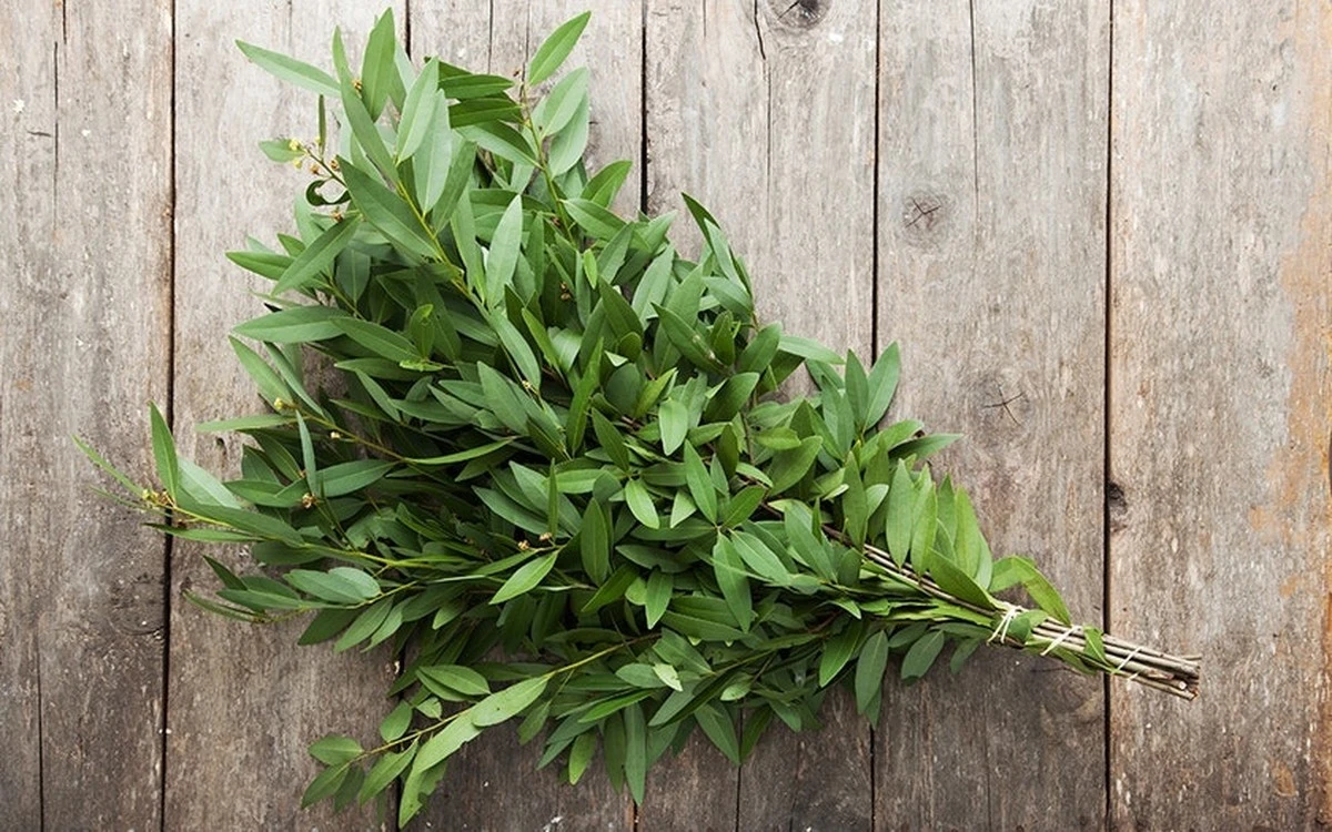 Een laurierblad in je bloem: het 100 jaar oude geheim tegen ongedierte - image 2