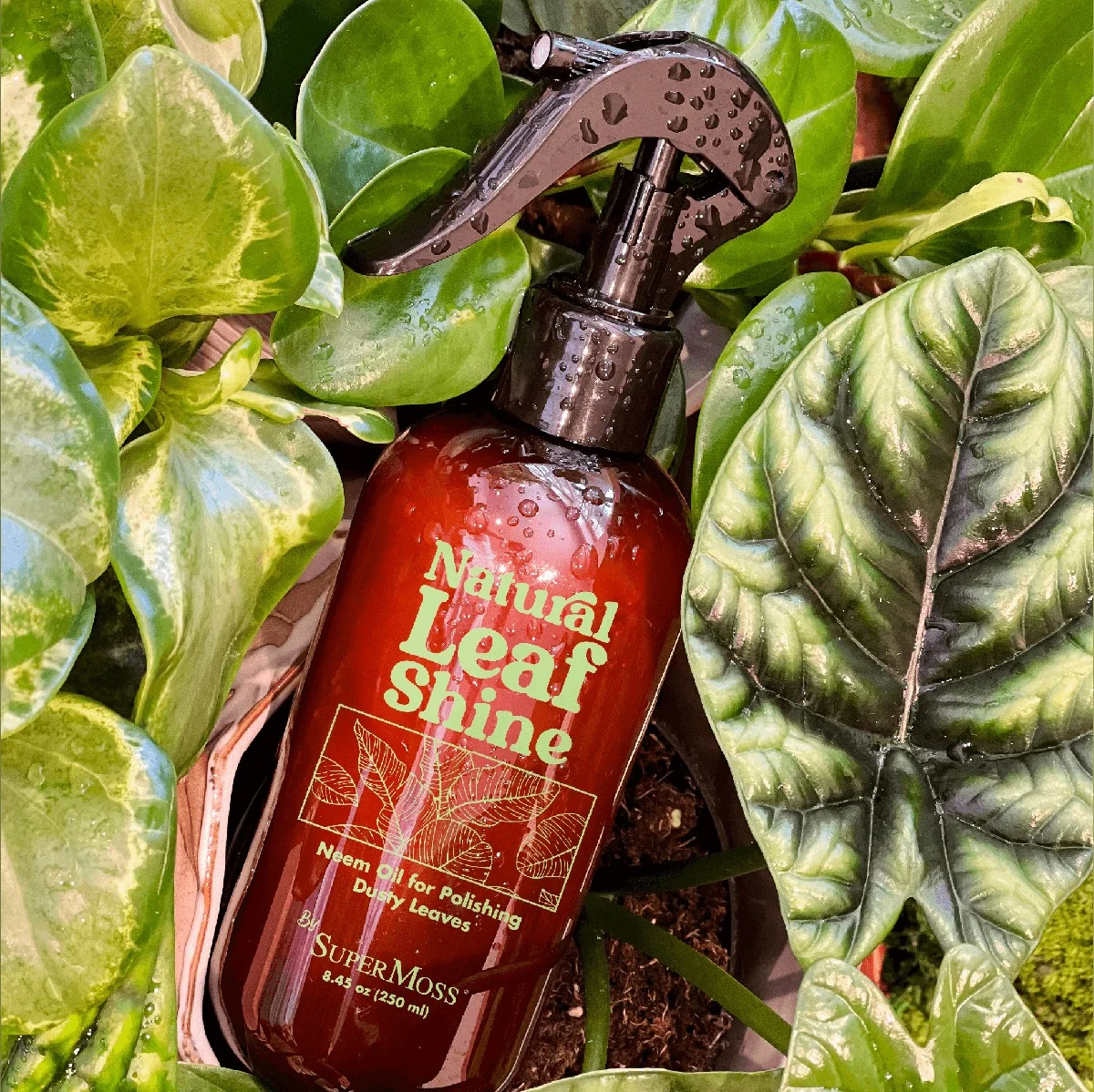 Bananenschillen als natuurlijke bladglans: waarom fabrikanten dit willen verzwijgen - image 1