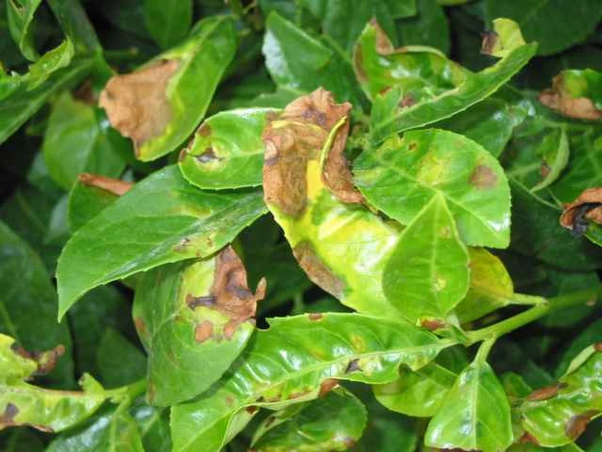 Laurierblad in je bloem: het eeuwenoude trucje tegen keukenplagen - image 2