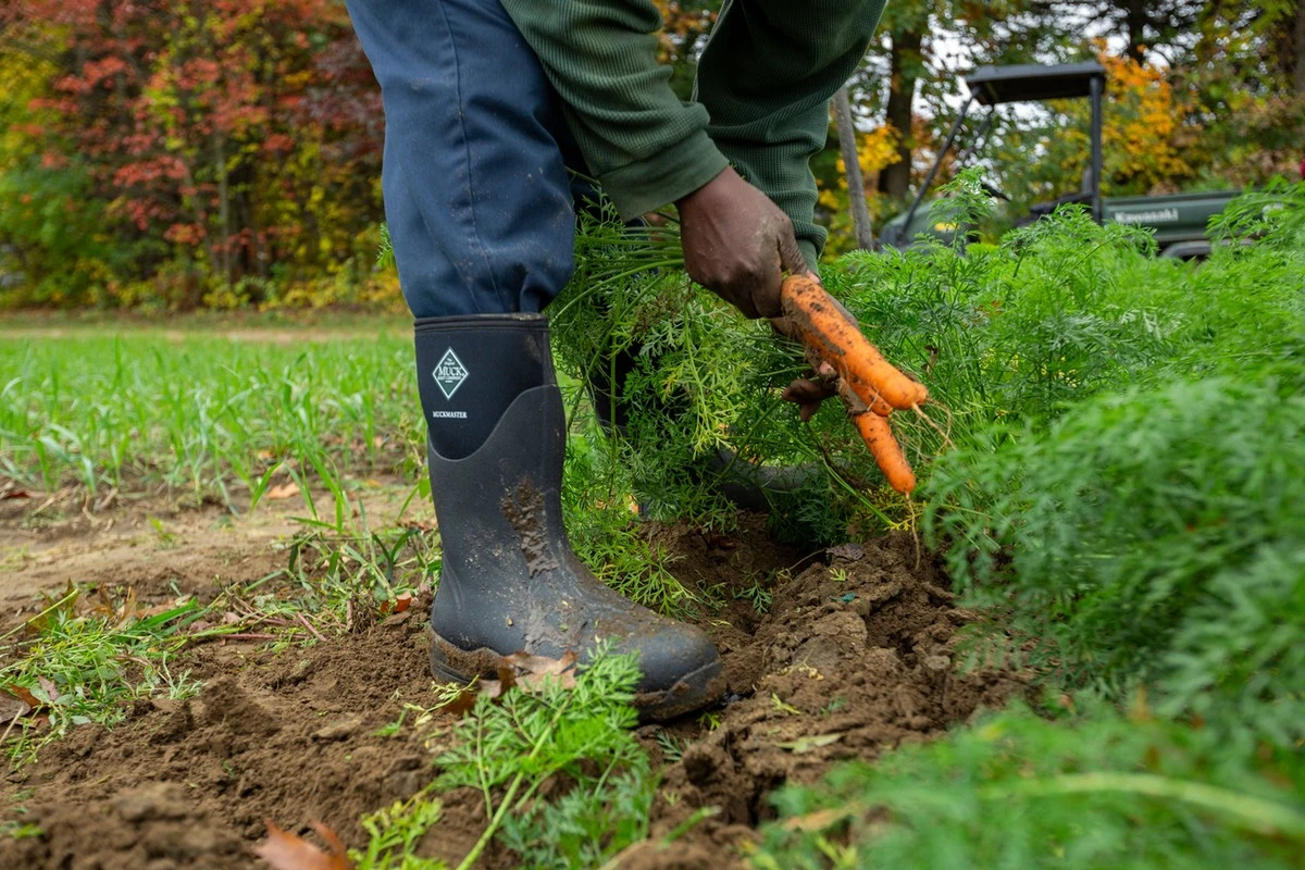 Tuinmannen onthullen: waarom je nooit op natte grond bezig moet zijn - image 1