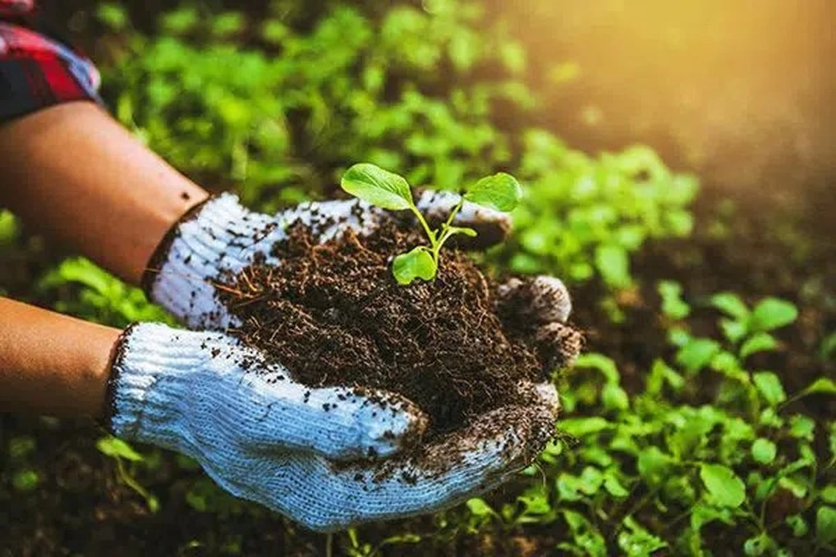 Bananenschil voor je huisplanten: waarom tuinmannen dit in stilte doen - image 1