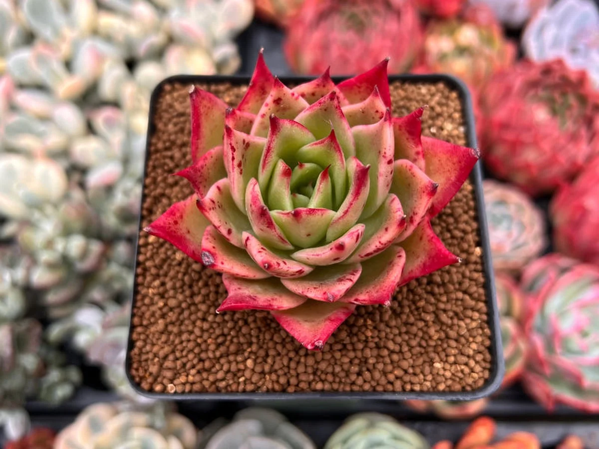 Een spijker in je bloempot: waarom planten dit liefhebben