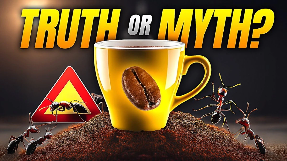 Koffiedik tegen mieren in huis: het geheim dat tuiniers al 50 jaar gebruiken - image 2