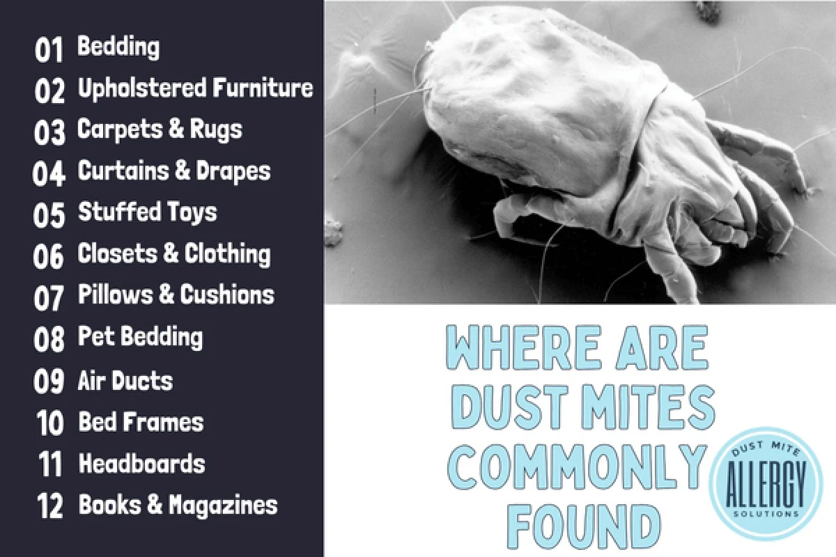 Backingsoda op je matras: het 15-minuten ritueel tegen stofmijten - image 2