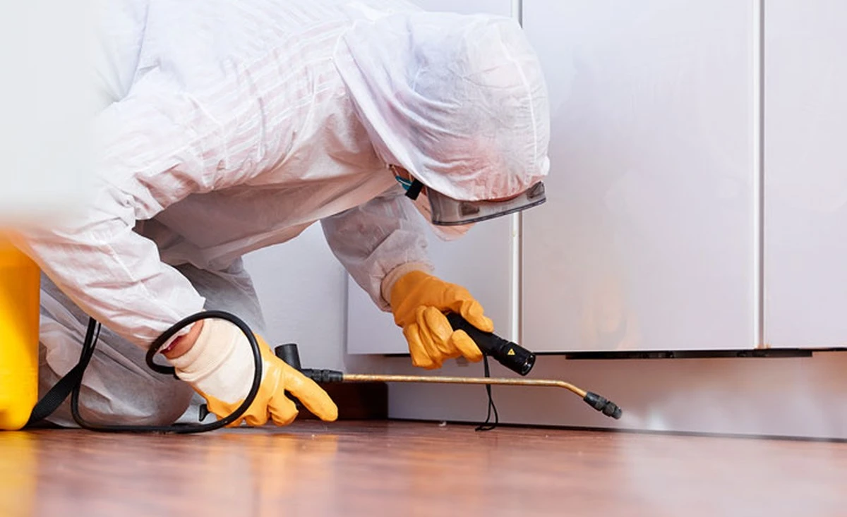 Laurierblad in je meel: het 100 jaar oude truucje tegen voedselmoffen - image 2