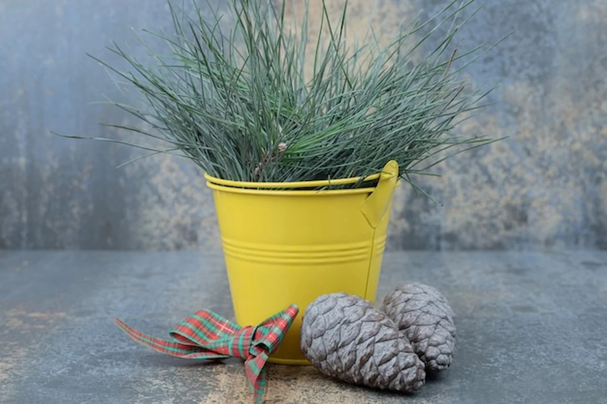 Winterse planten redden: de 3 fouten die je waarschijnlijk maakt