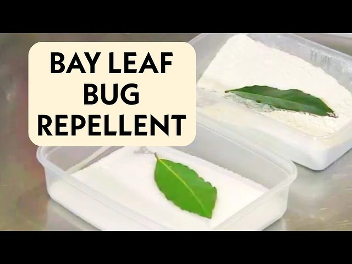 Laurierblad in je bloem: het 100 jaar oude geheim tegen ongedierte