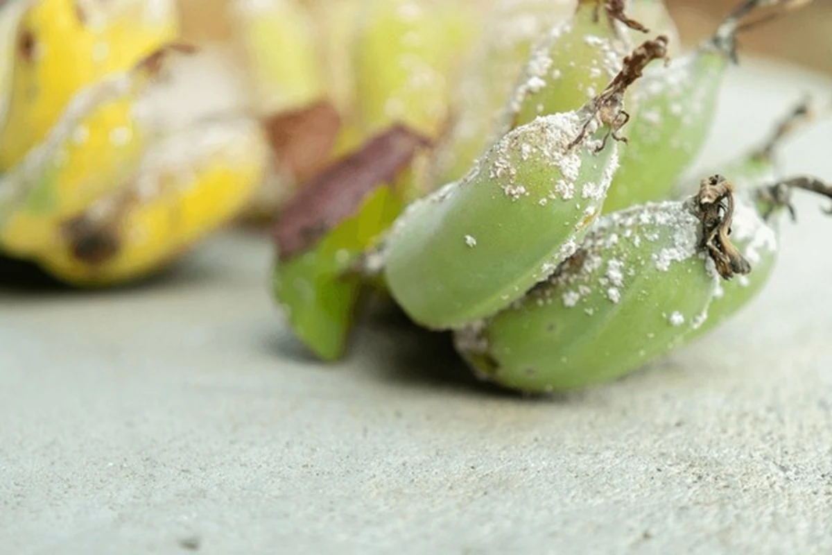 Bananenschillen tegen luizen op planten: waarom dit beter werkt dan gif
