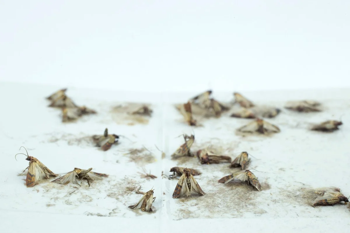 Laurierblad in je bloem: het eeuwenoude trucje tegen keukenmotjes - image 2