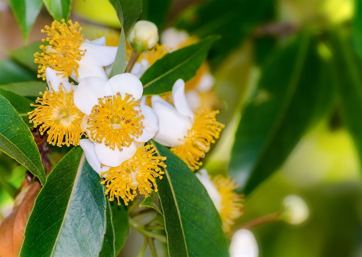 Een laurierblad in je bloem: het 100 jaar oude trucje tegen ongedierte - image 1