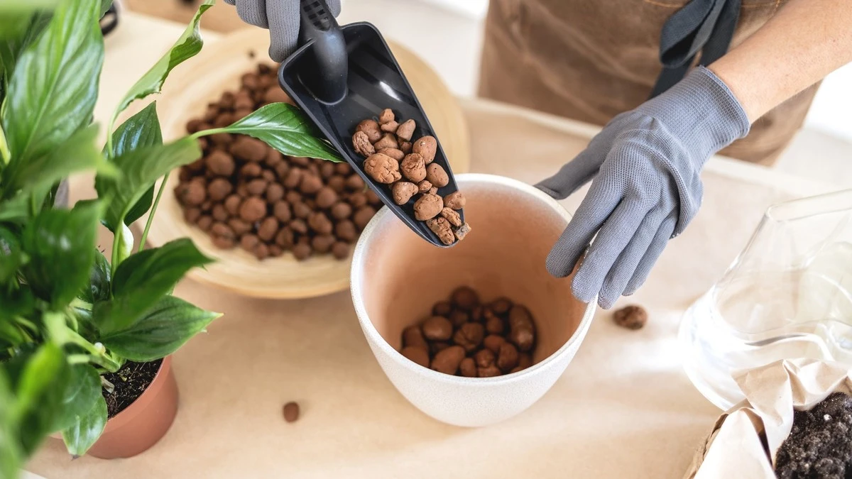 Een koffiefilter onder je plant: waarom gardeners dit altijd gebruiken - image 1