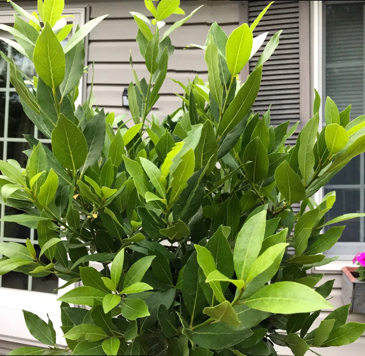 Een laurierblad in je bloem: het eeuwenoude trucje tegen ongedierte - image 1