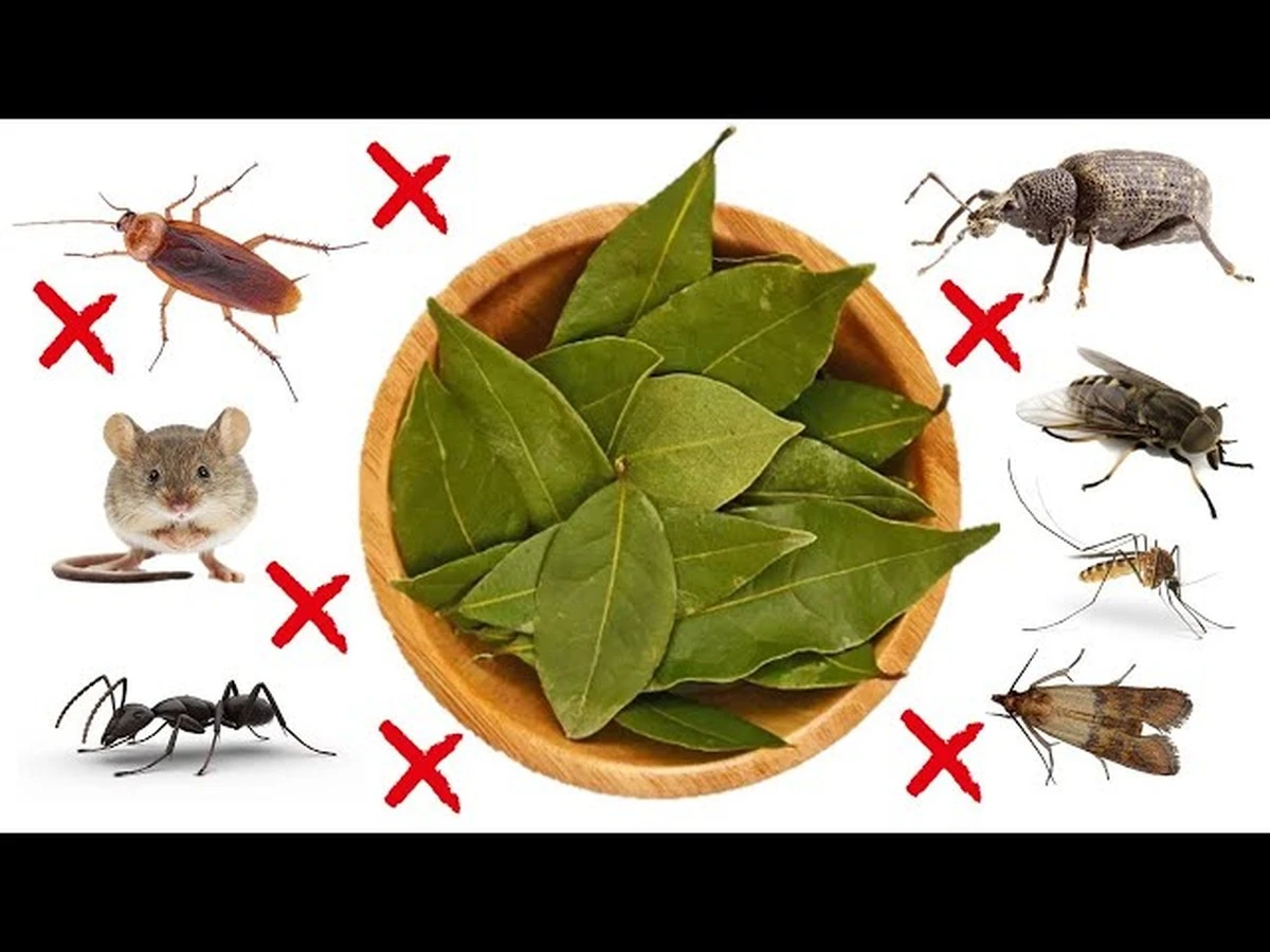 Een laurierblad in je bloem: het 100 jaar oude trucje tegen ongedierte - image 1