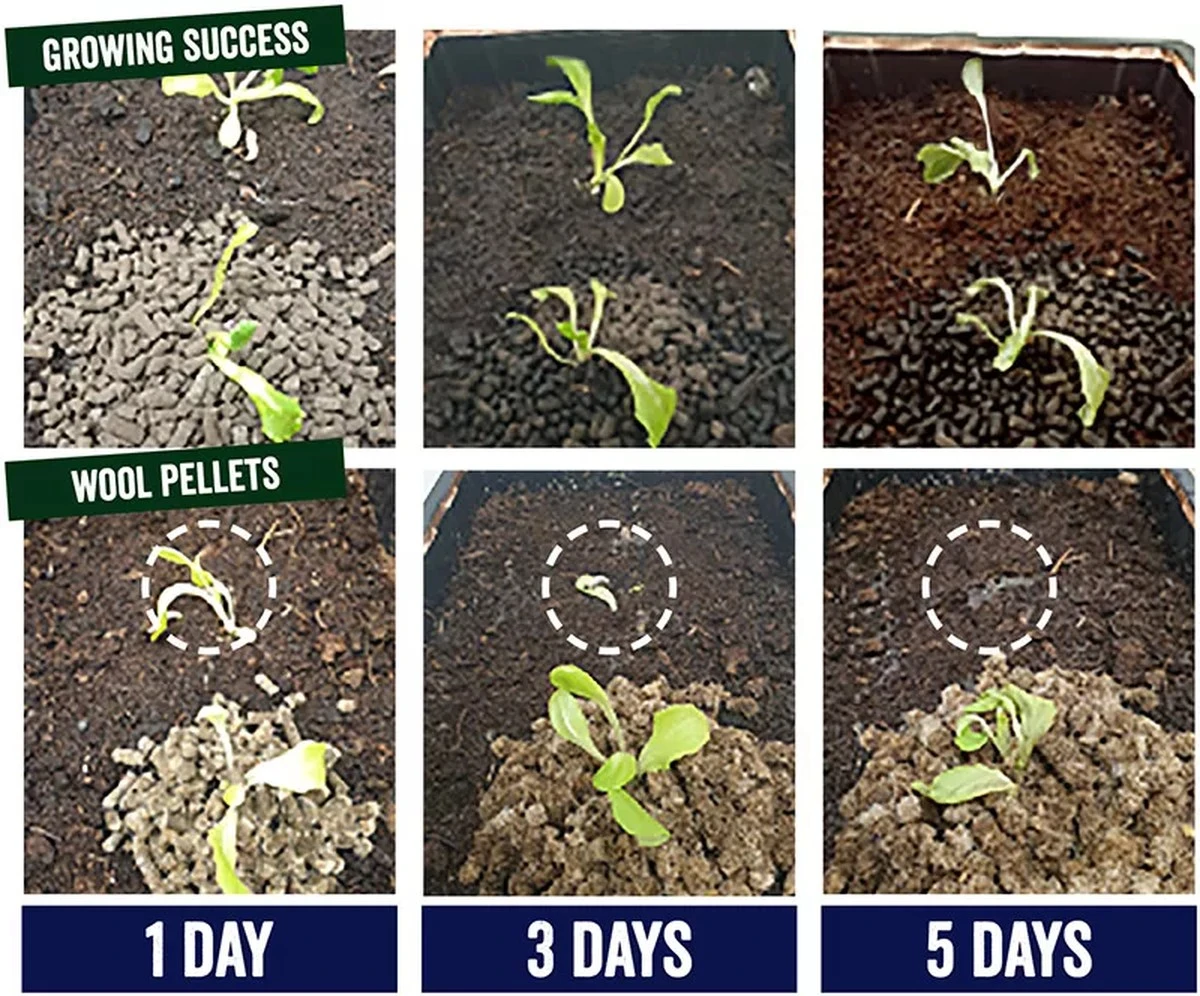 Koffieprut tegen slakken in je tuin: de biologische oplossing waar tuincentra stil van zijn - image 2