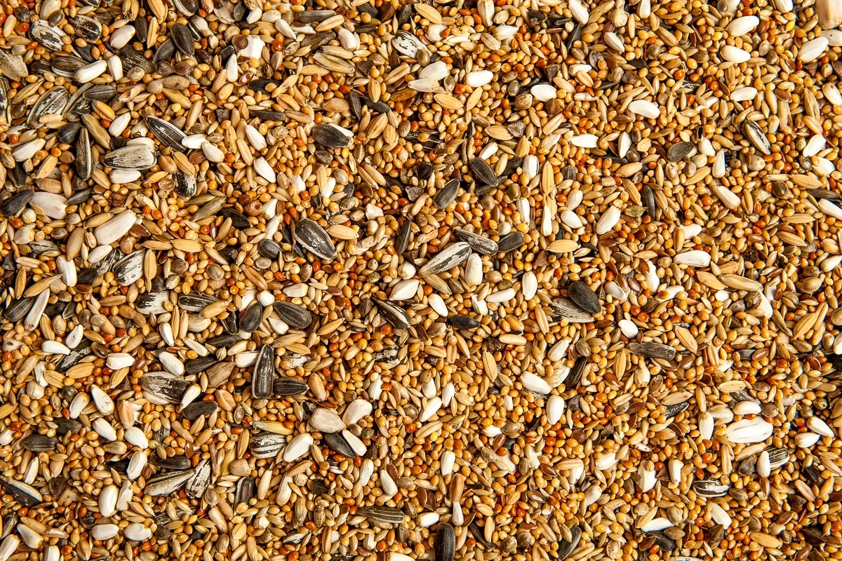 Vogelzaad tegen schimmel in hoeken: de tuinman-oplossing voor huizen