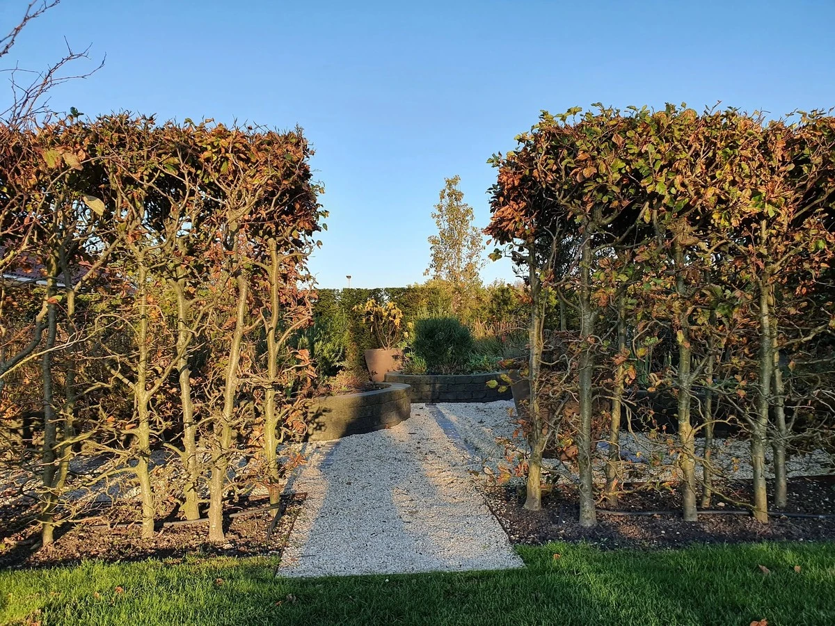 Tuiniers onthullen: waarom je nooit in maart je heg moet snoeien - image 2