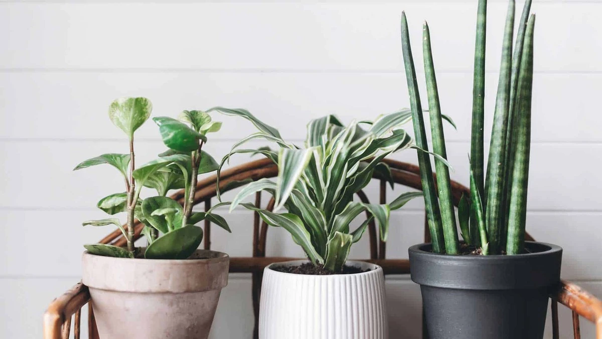 Tuinlieden onthullen: de ene plant die je keldervochtproblemen oplost - image 1