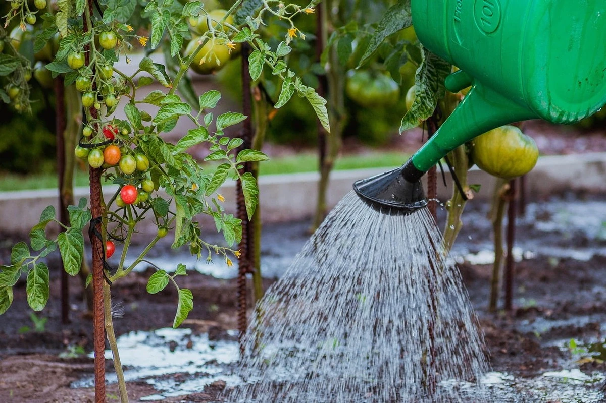 Tuinders onthullen: waarom je tomaten nooit rechtstreeks water geven