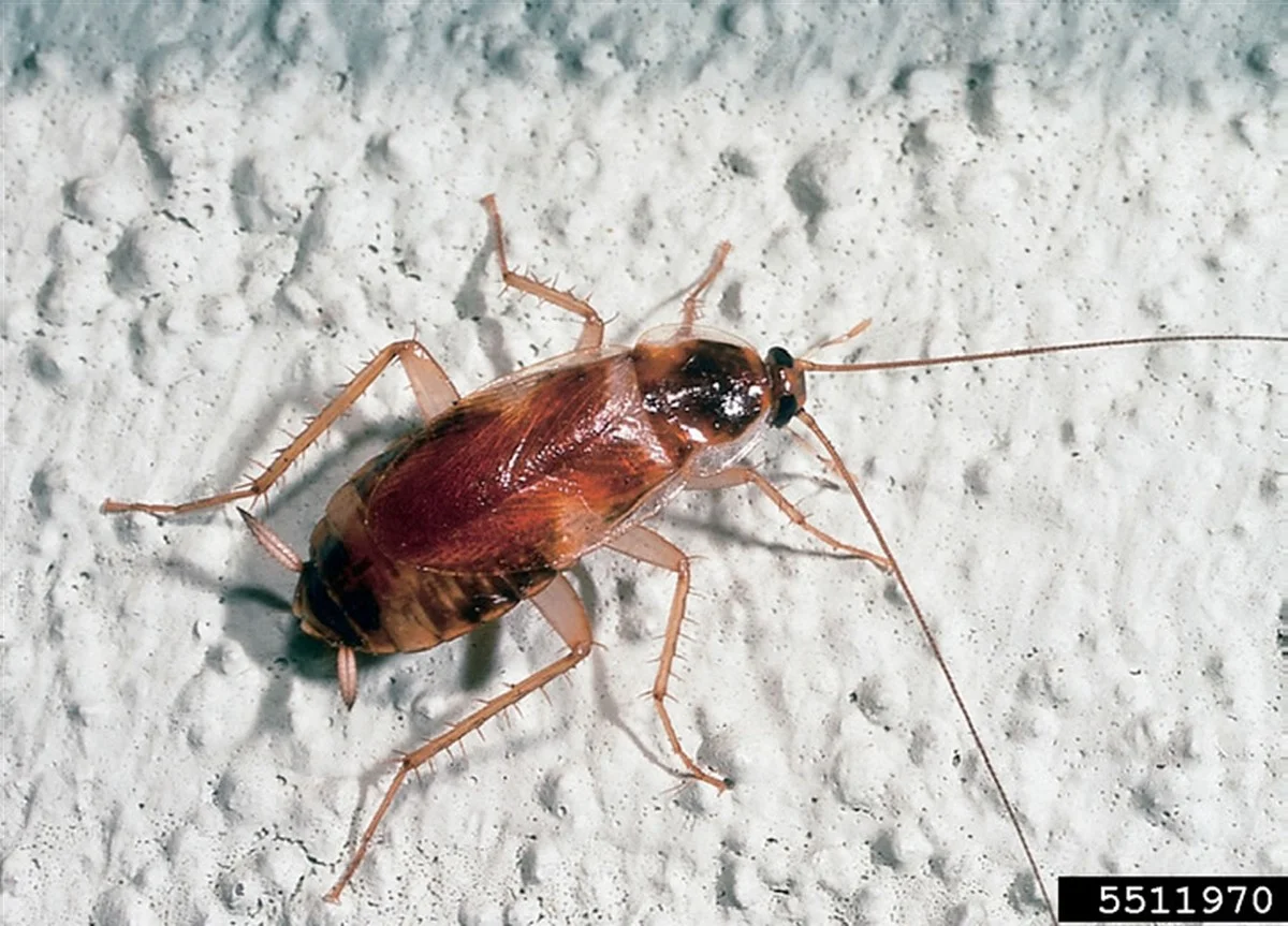 Een laurierblad in je meel: het 100 jaar oude trucje tegen voedselmotor - image 2